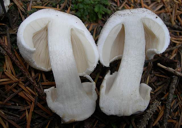 Volvariella surrecta   (Knapp)   Singer